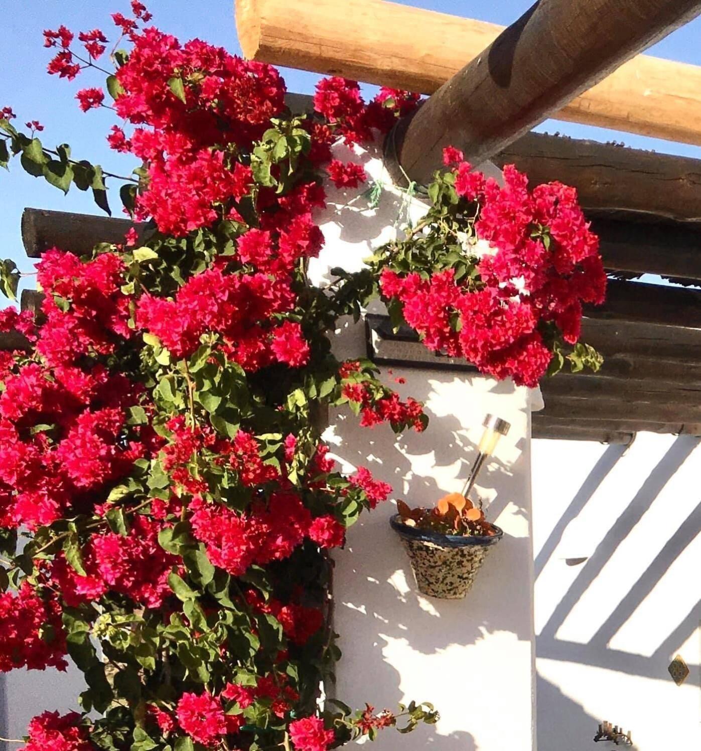 Villa Aurora Nijar Parque Natural Cabo Gata Eksteriør billede